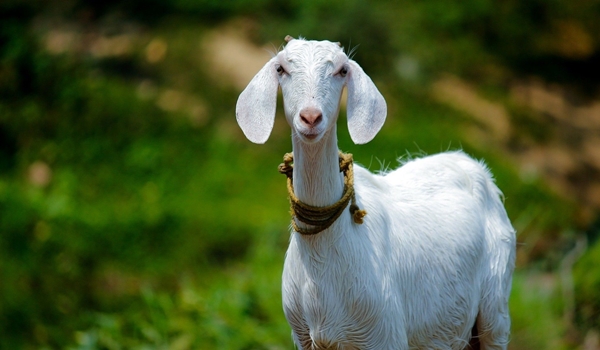 admin/home/248423-animal-goat-wallpaper.jpg