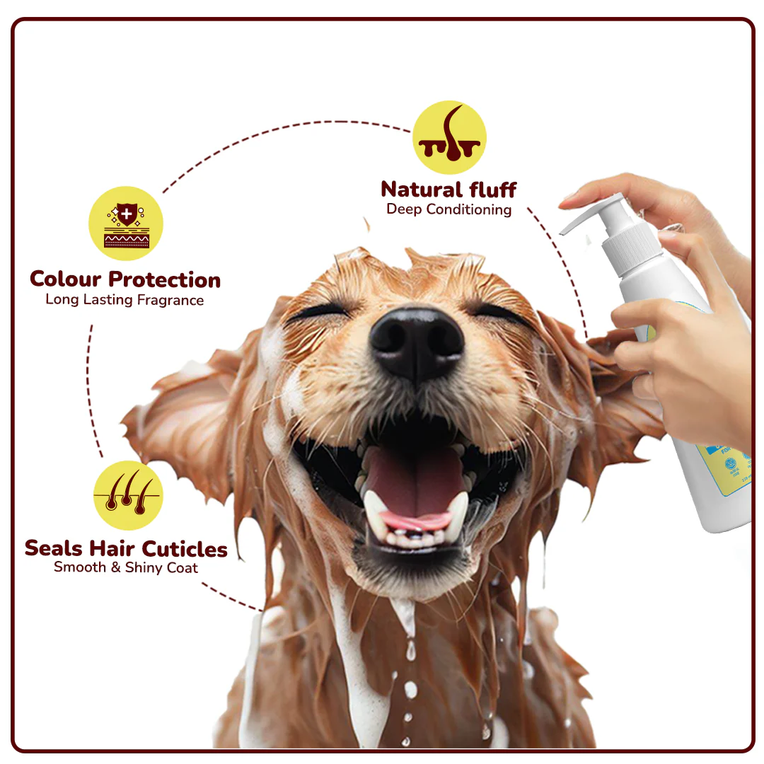 admin/products/groom-vroom-soft-hugs-dog-conditioner-250ml-with-free-tailblaze-soap-942_1400x.webp